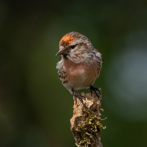 Redwell   15 06 2020   D500   Les 394.jpg